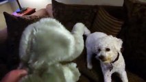 Pierre & Mr Elephant, My Bichon Frise Dog & his Toy