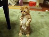 The Standing Cat MUST WATCH: Cutest kitten ever! Anak kucing yg plg comey!