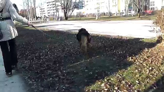 clickertraining angstaggression: an hunden vorbeigehen