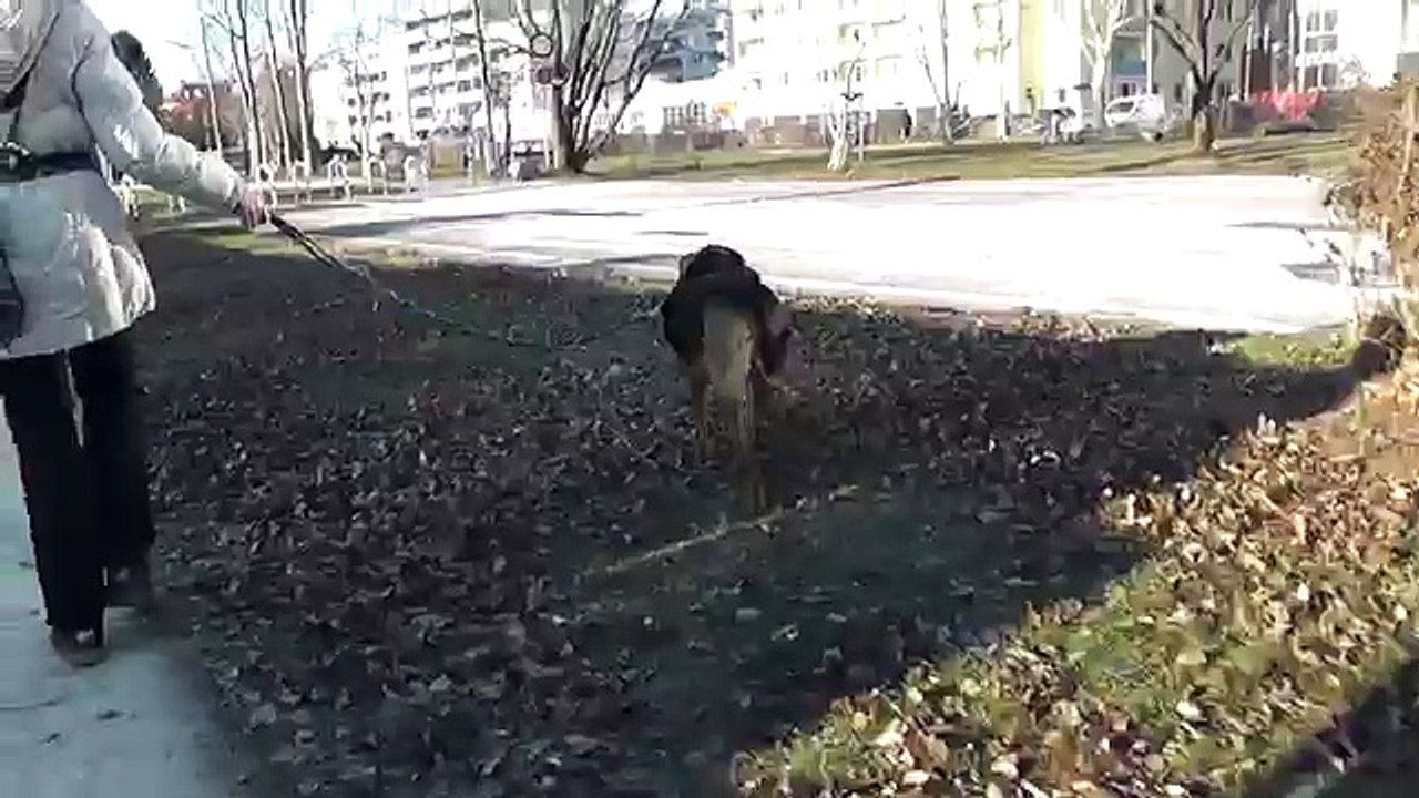 clickertraining angstaggression: an hunden vorbeigehen