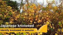 How to Identify japanese knotweed in Autumn