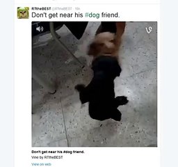 [ Just kidding][funny videos][ตลก]!!!!!Don't get near his #dog friend. (FULL HD)