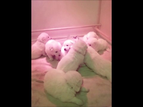 Les 3 semaines des petits M