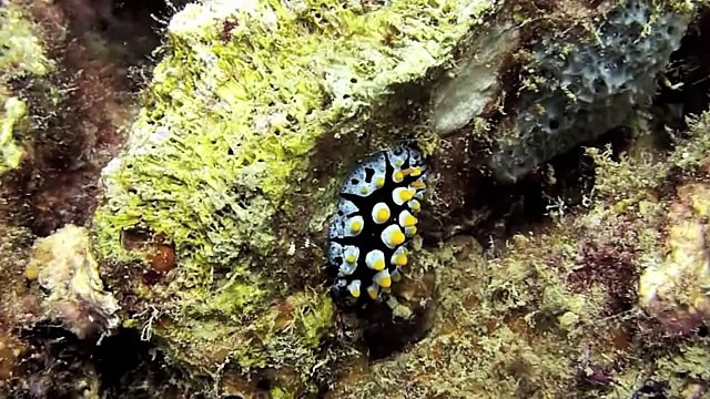 Нячанг- Дайвинг (Diving Nha Trang Vietnam) Туры во Вьетнам