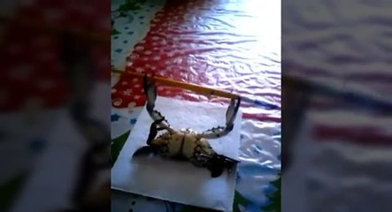 Funny Fails - Funny Videos - Funny animals - Funny Girls 2016 New (FULL HD)