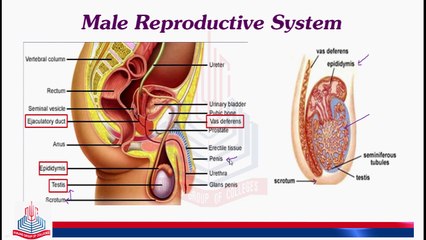 Male Reproductive System