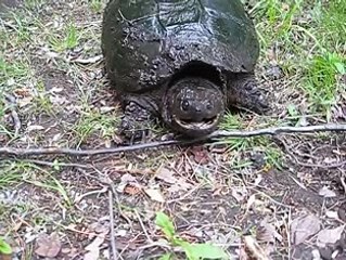 Aggressive snapping turtle. Don't blink at 100!.mpeg4.aac