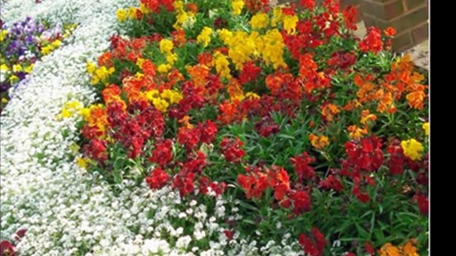 Рабатки - живое украшение, лучшая декорация для вашего сада!