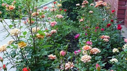 Роза - Королева цветов. Розы фото