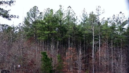 Z57 presents Cold Trees