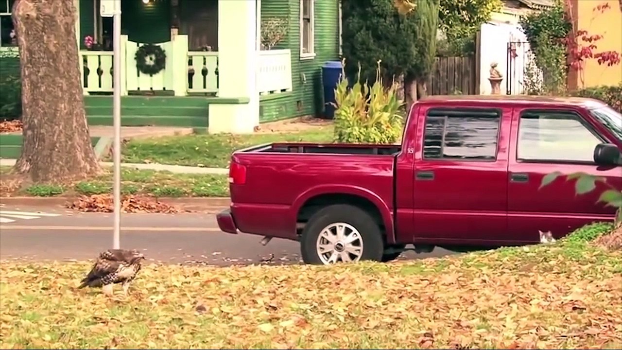 Cat Vs Eagle - Intense Standoff