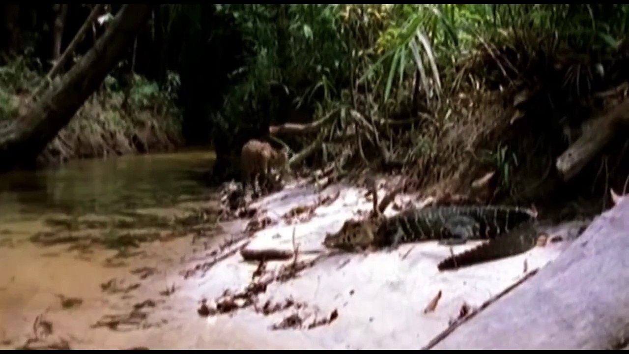 Crocodile Attacks Baby Jaguar