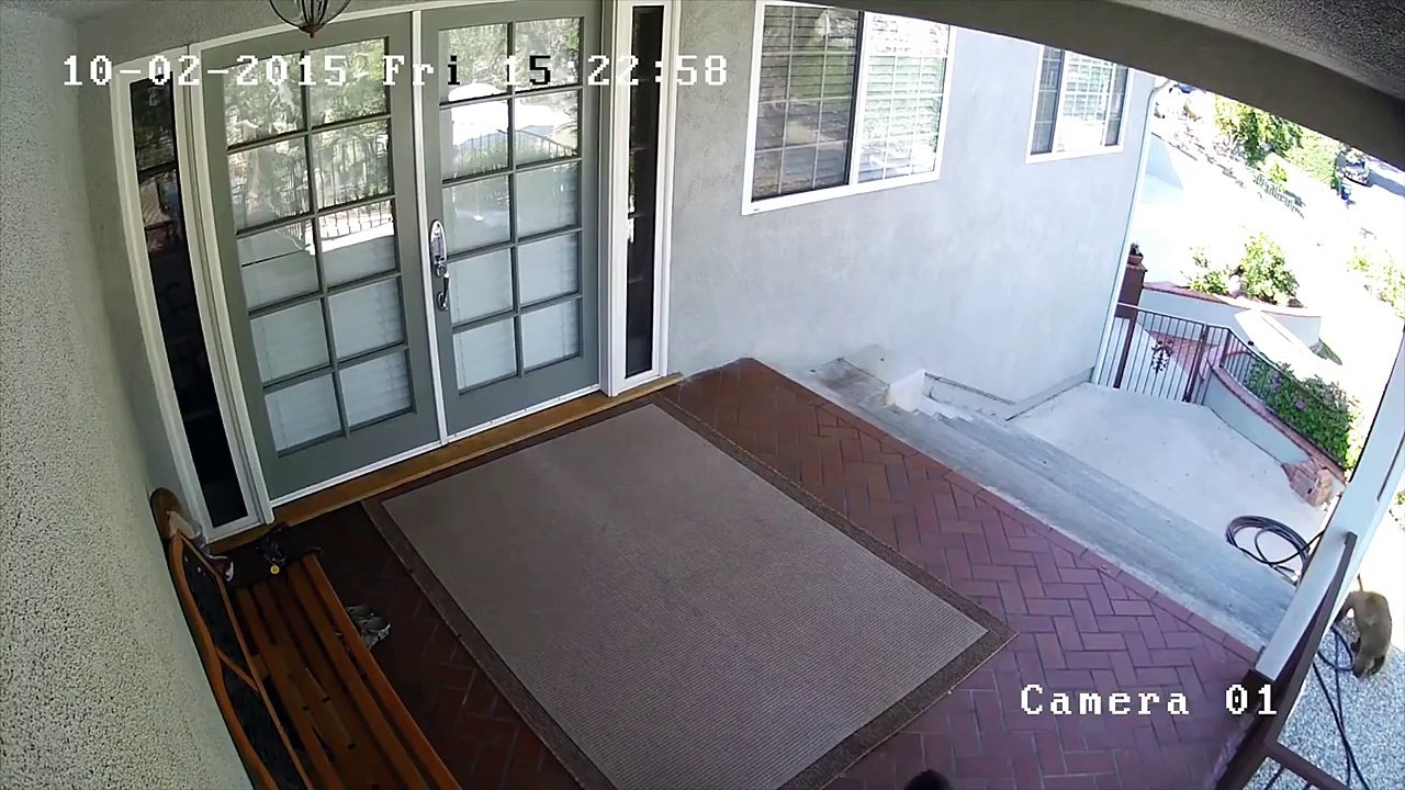 Fearless Dog Battles Bears (Surprise Ending)