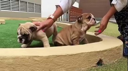 English bulldogs for sale at affordable prices