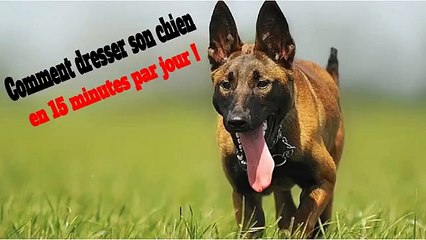 Comment dresser son chien en 15 minutes par jour