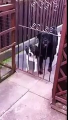 "..Very Funnnnnnnnny... - GVP.."