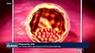 Le Royaume-Uni autorise la manipulation génétique d'embryons autorisée