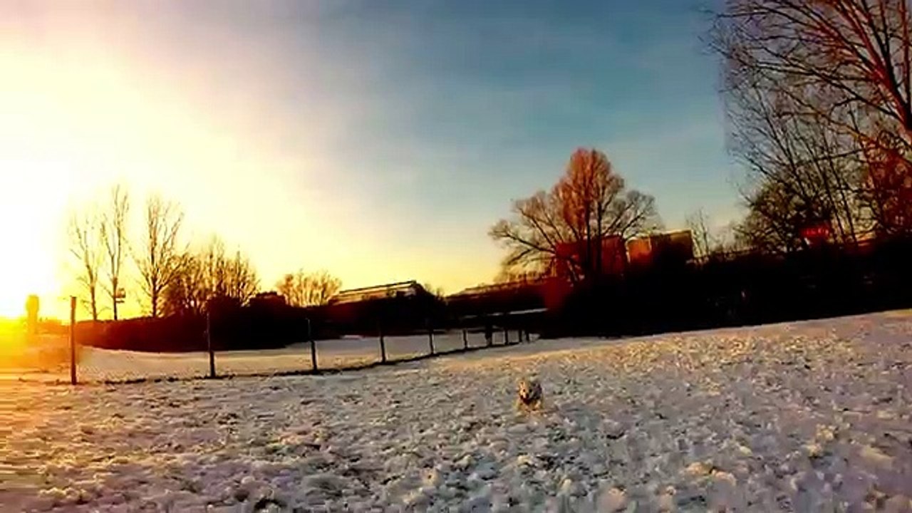 Bichon frise 1 år leker med gopro i norrköping