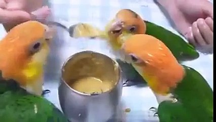 Dinner time for the Cute Little Birds - Aww...  Cute Video (FULL HD)