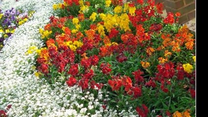 Рабатки - живое украшение, лучшая декорация для вашего сада!