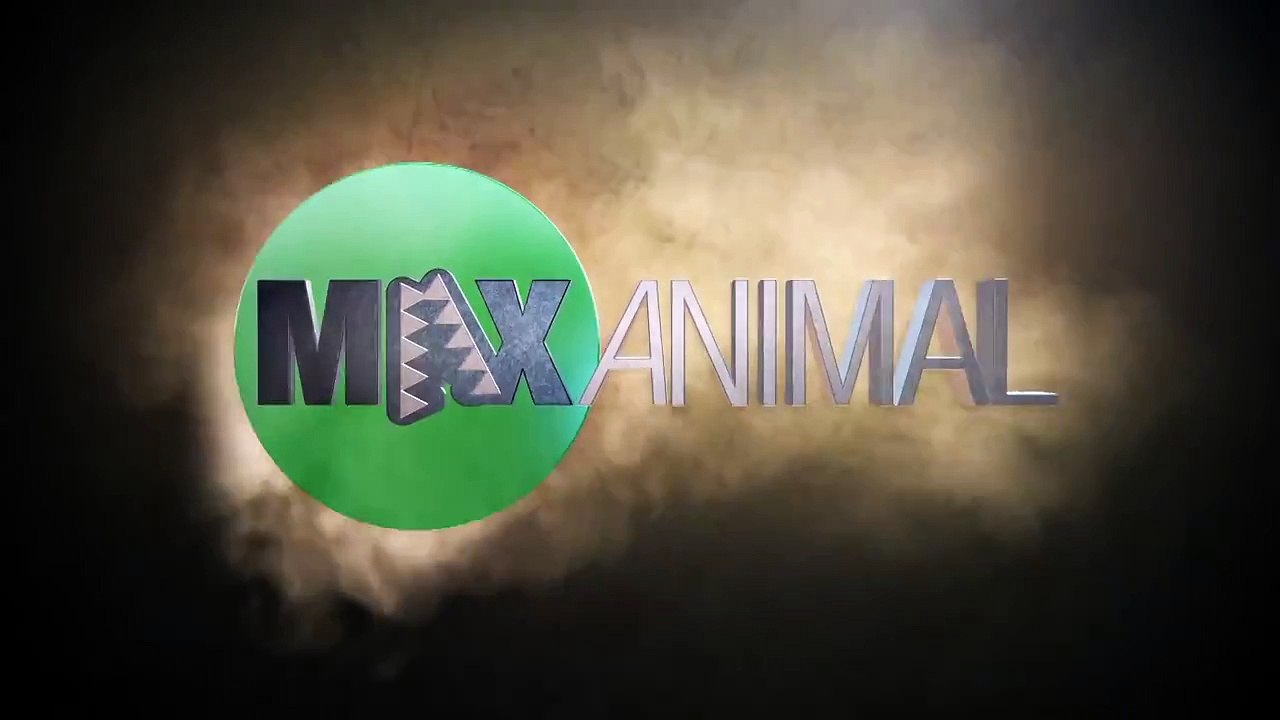 Killer Whale Surprise Beach Attack (Warning- Graphic Violence)