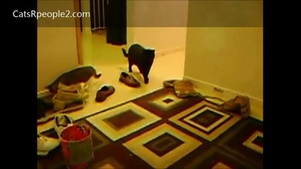 Scared Cats The Best Funny Cat Videos Compilation [25 MINUTES] 2014 Part I HD