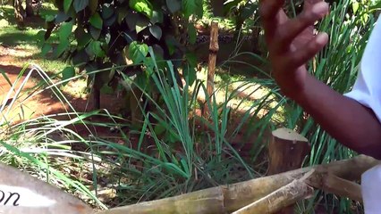 ШРИ ЛАНКА - САДЫ СПЕЦИЙ - ГВОЗДИКА - КАКАО - МЕЛИСА - САНДАЛОВОЕ ДЕРЕВО - КУРКУМА