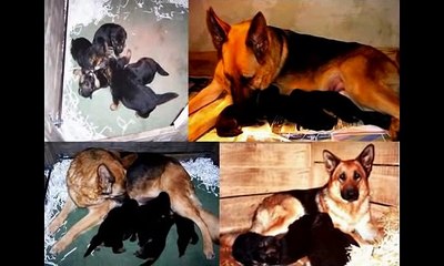 Como Educar A Un Cachorro De Menos De 60 Dias