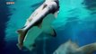 WATCH׃ Shark Eats Another Shark in South Korea Aquarium