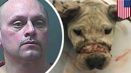 Owner of pitbull puppy found with mouth taped shut and broken legs arrested by police