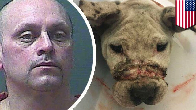 Owner of pitbull puppy found with mouth taped shut and broken legs arrested by police