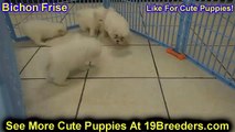 Bichon Frise, Puppies, For, Sale, In, Allegheny, Pennsylvania, PA, Bucks, Chester, County, Berks, De