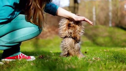 Was ist Clickertraining?! || ChaosTrickKiste