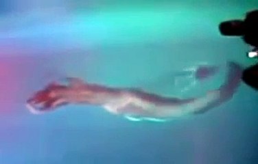 Penampakan Putri Duyung - Inilah Penampakan Putri Duyung Asli