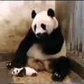 The Sneezing Baby Panda Funny Videos animals