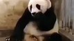 The Sneezing Baby Panda Funny Videos animals