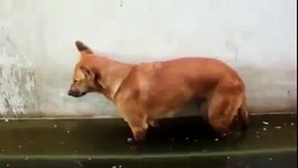 Funny WhatsApp Videos Which Will Make you Laugh Out Loud on Floor