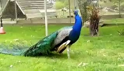 Funny WhatsApp Videos Which Will Make you Laugh Out Loud on Floor