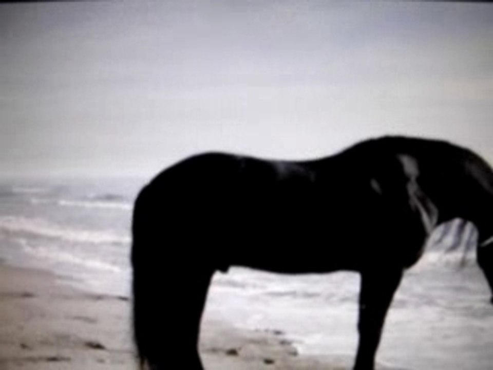 chevaux
