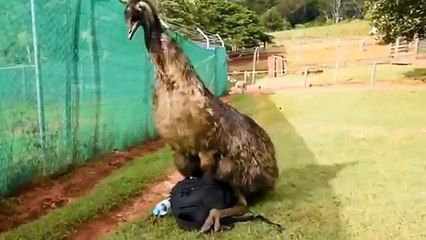 FUNNY VIDEOS : OSTRICH WHAT ARE DOING WITH BAG | FUNNY MOMENT OF OSTRICH PLAY WITH BAG | (FULL HD)
