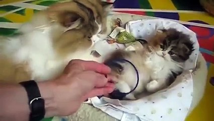 This kitty will melt your heart - Cute Cat Video (FULL HD)