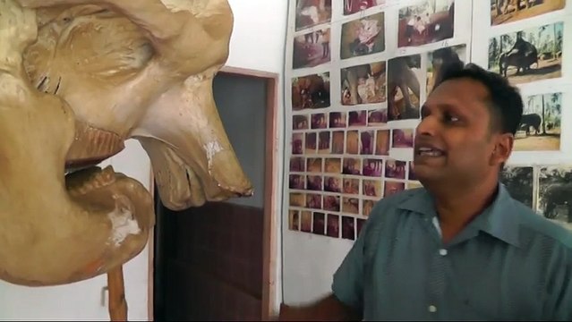 ШРИ ЛАНКА, ЗУБЫ СЛОНА, БУМАГА ИЗ СЛОНОВЬЕГО НАВОЗА