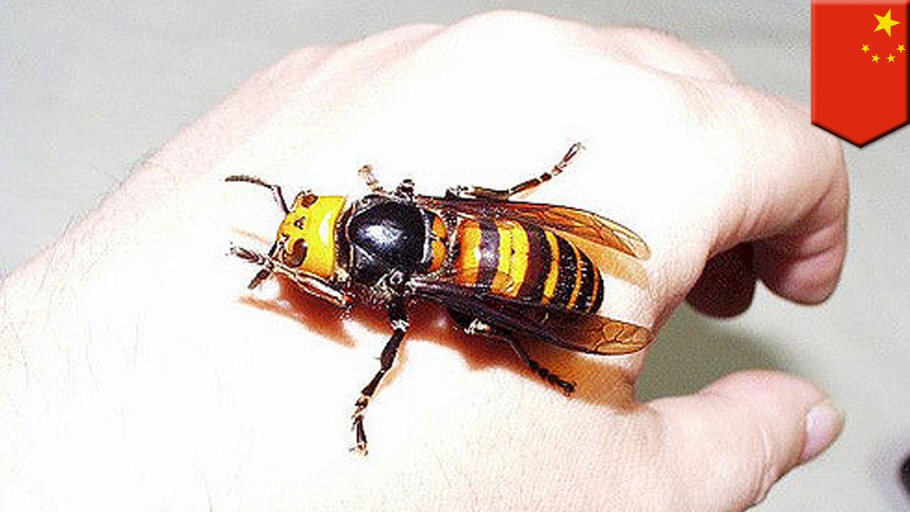Asian giant hornets are deadly and should not be messed with