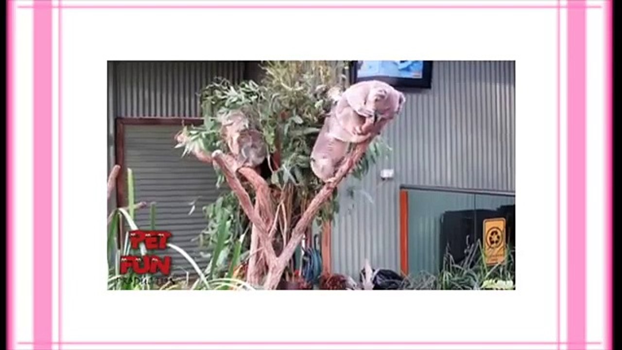 Funny animals   funniest new clips・Funny videos funny video of dogs and cats playing compilation・Fun (FULL HD)