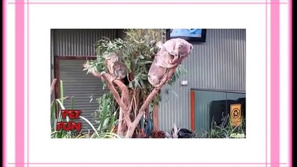 Funny animals   funniest new clips・Funny videos funny video of dogs and cats playing compilation・Fun (FULL HD)