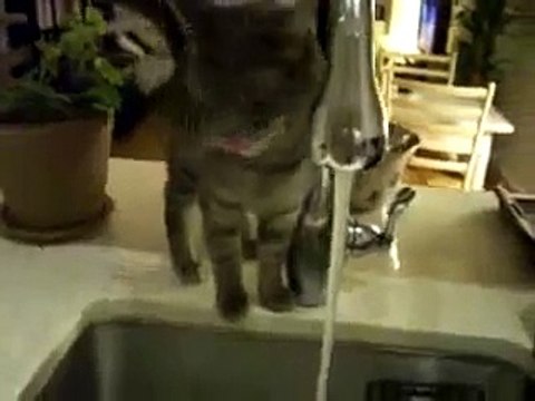 Кот принимает душ