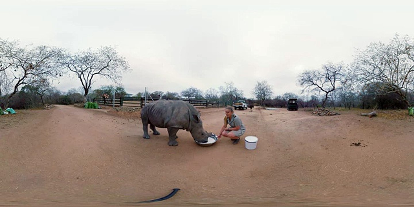 Baby Rhino Devours His Morning Bottle (360 Video)