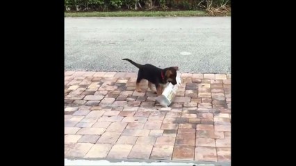 Bébé berger allemand super bien dréssé