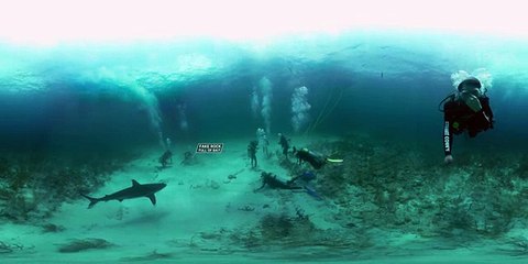 MythBusters- Underwater Shark Experiment (360 Video)