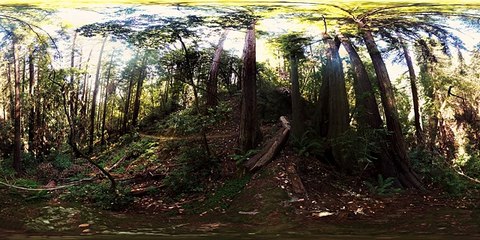 Redwoods- Walk Among Giants (360 Video)